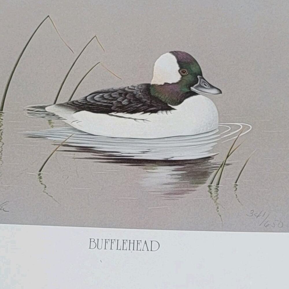 John P Lee 1983 Bufflehead Duck Unframed print #341/650 Pencil Signed